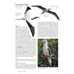 Guide des Oiseaux de Nouvelle-Calédonie: Grande Terre, Îles Loyauté et archipels éloignés