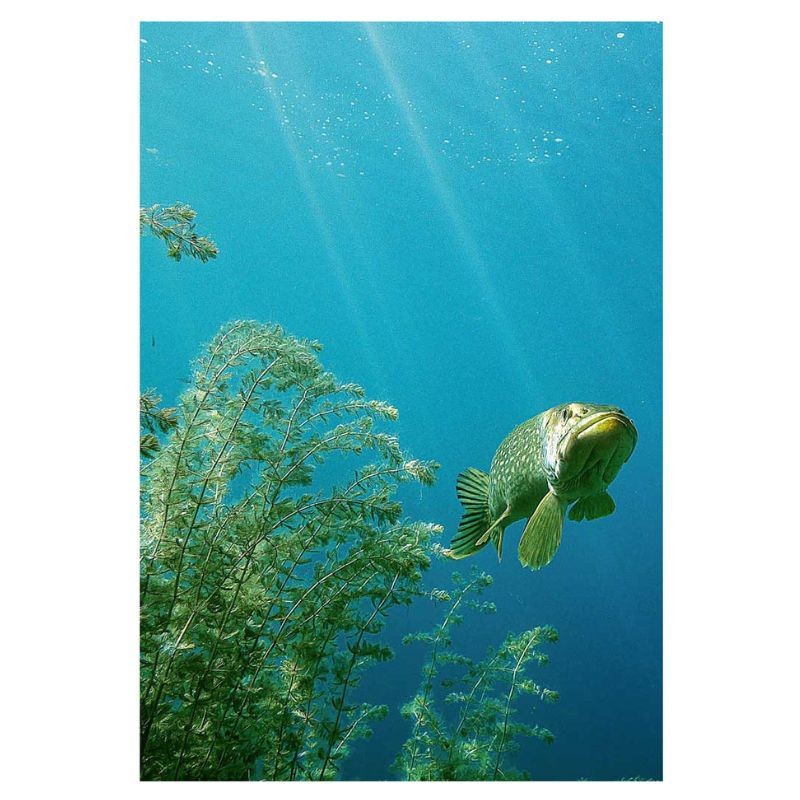 Les Poissons d'eau douce de France - 2ème édition
