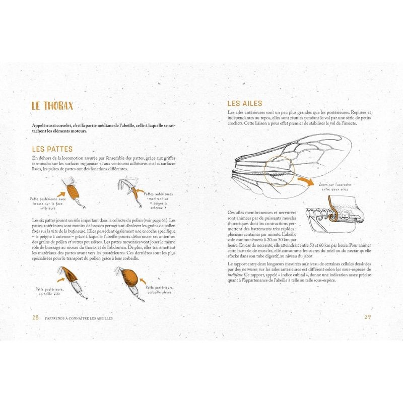 Je fais mon miel dans mon jardin - Le manuel complet pour produire du miel chez soi