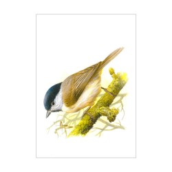 Mésange nonnette - Carte d'André Buzin