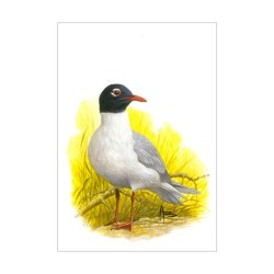Mouette mélanocéphale - Carte d'André Buzin