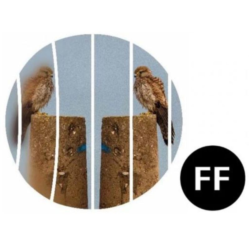 Zeiss Victory SF 8x32 - Jumelles Zeiss Victory SF 8x32 - Jumelles