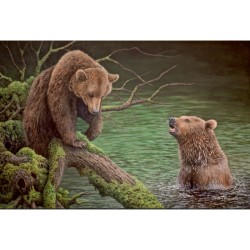 Ours brun - Carte de correspondance d'André Buzin