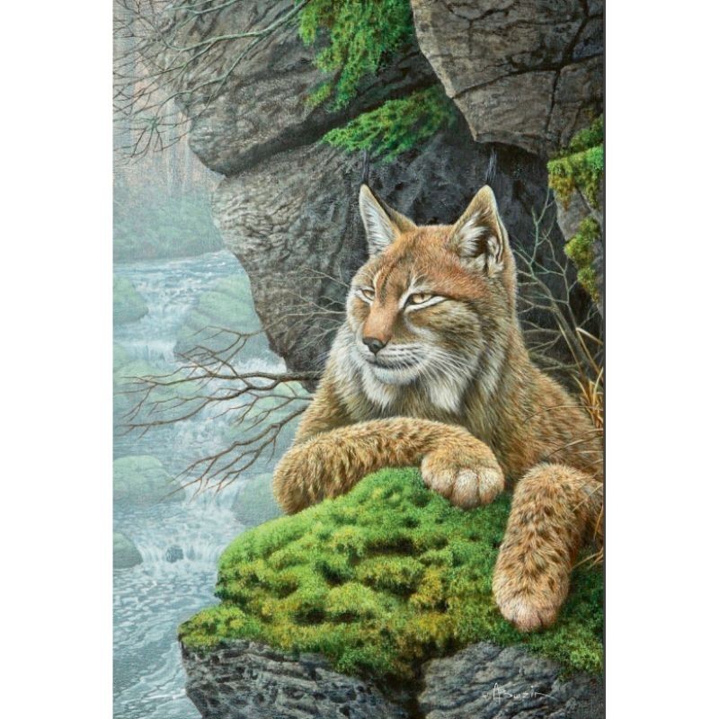 Lynx boréal - Carte de correspondance d'André Buzin