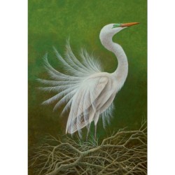 Grande Aigrette - Carte de correspondance d'André Buzin