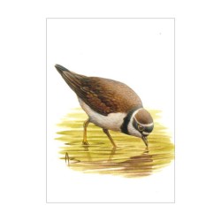 Petit gravelot - Carte d'André Buzin