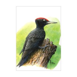 Pic noir - Carte d'André Buzin