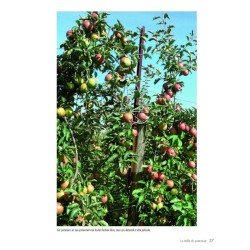 La taille douce des arbres fruitiers en permaculture