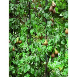 La taille douce des arbres fruitiers en permaculture