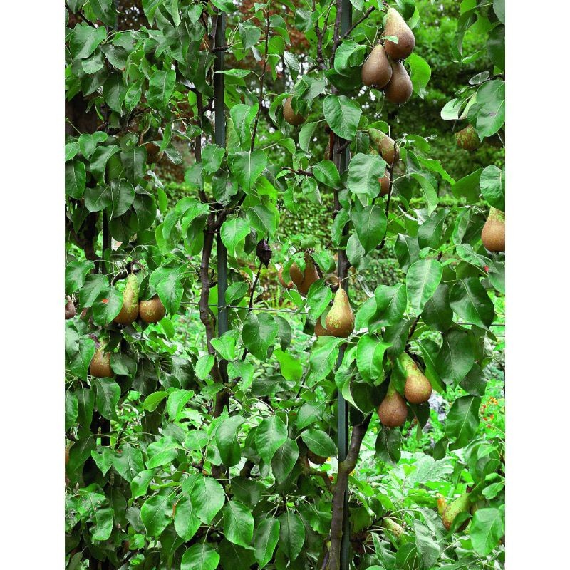 La taille douce des arbres fruitiers en permaculture