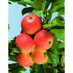 La taille douce des arbres fruitiers en permaculture