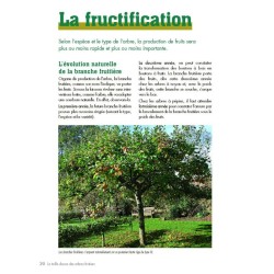 La taille douce des arbres fruitiers en permaculture