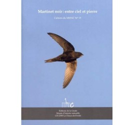 Martinet noir - Entre ciel et pierre