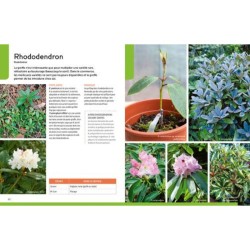 Greffer facilement - Les arbres fruitiers et d'ornement