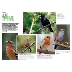 La Forêt en bord de chemin