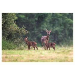 La Forêt en bord de chemin