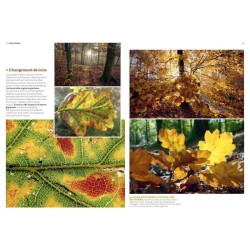 La Forêt en bord de chemin