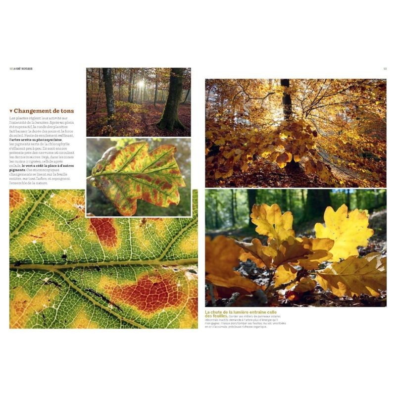 La Forêt en bord de chemin