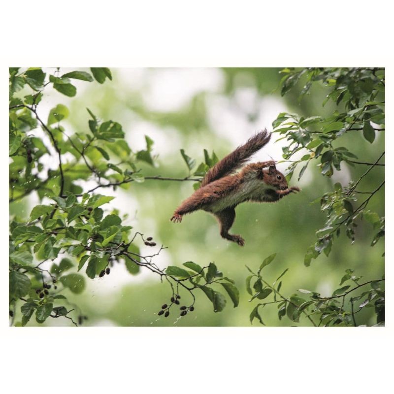 La Forêt en bord de chemin