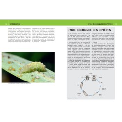 Mouches et Moustiques d'Europe