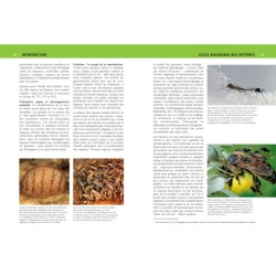 Mouches et Moustiques d'Europe