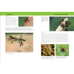 Mouches et Moustiques d'Europe