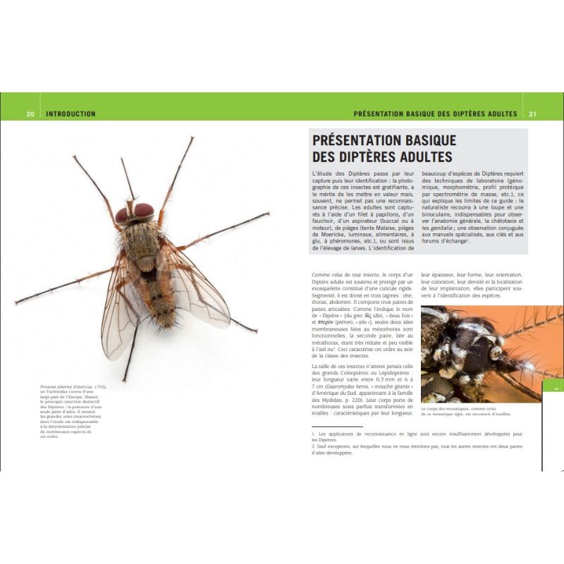 Mouches et Moustiques d'Europe