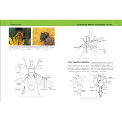 Mouches et Moustiques d'Europe