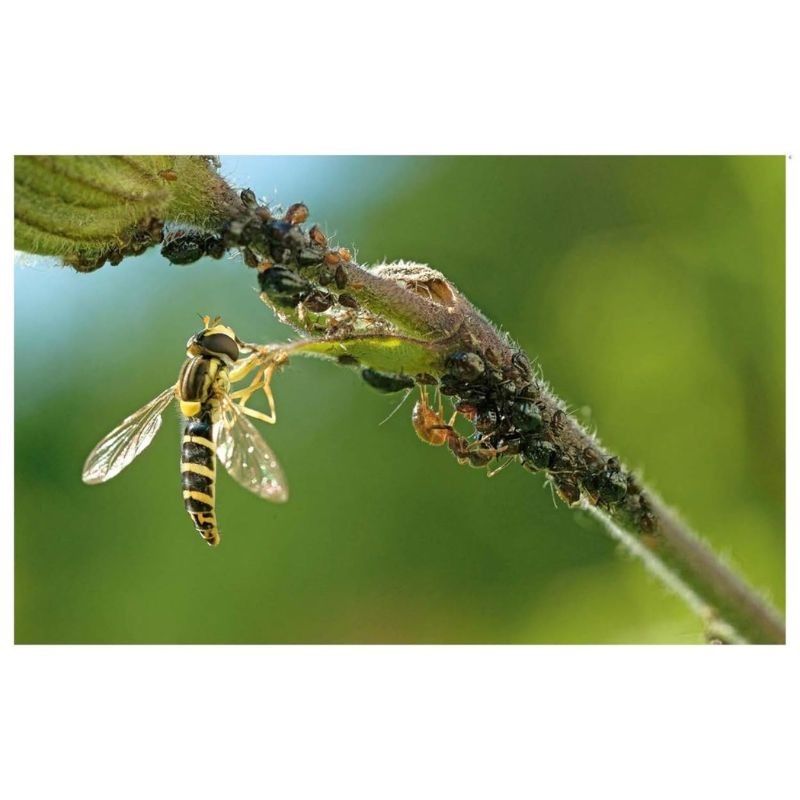 Métamorphoses Métamorphoses