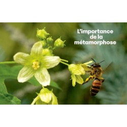 Métamorphoses Métamorphoses