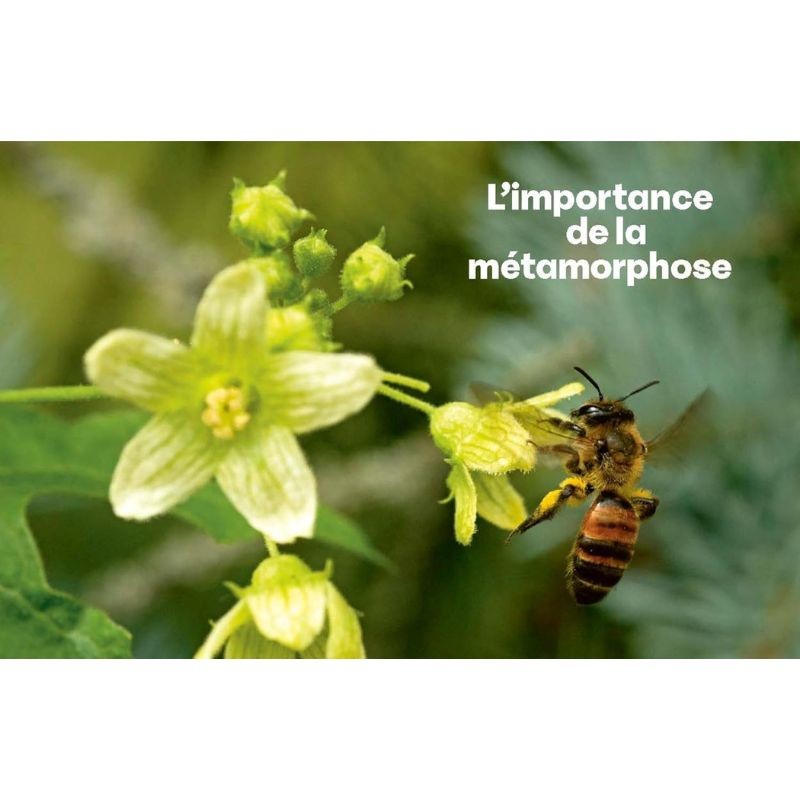 Métamorphoses Métamorphoses