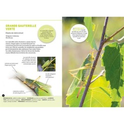 Quel est cet insecte ? Reconnaître 75 insectes les plus courants et favoriser leur présence Quel est cet insecte ? Reconnaître 75 insectes les plus courants et favoriser leur présence