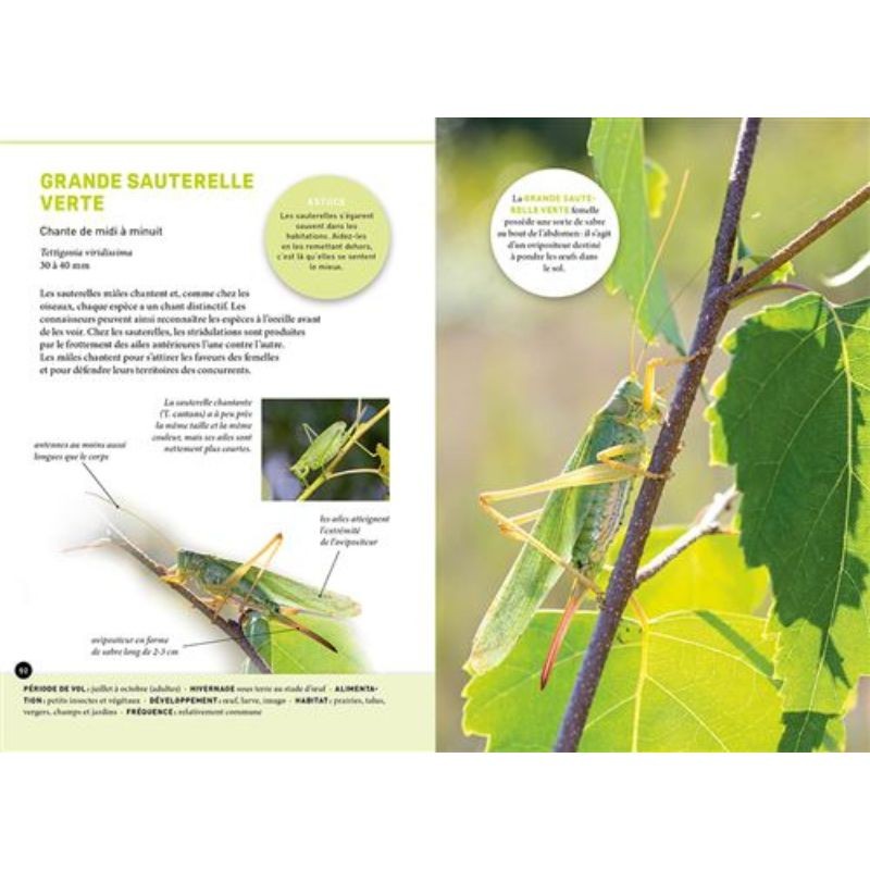 Quel est cet insecte ? Reconnaître 75 insectes les plus courants et favoriser leur présence Quel est cet insecte ? Reconnaître 75 insectes les plus courants et favoriser leur présence