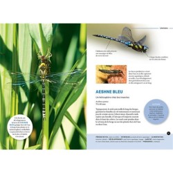 Quel est cet insecte ? Reconnaître 75 insectes les plus courants et favoriser leur présence Quel est cet insecte ? Reconnaître 75 insectes les plus courants et favoriser leur présence