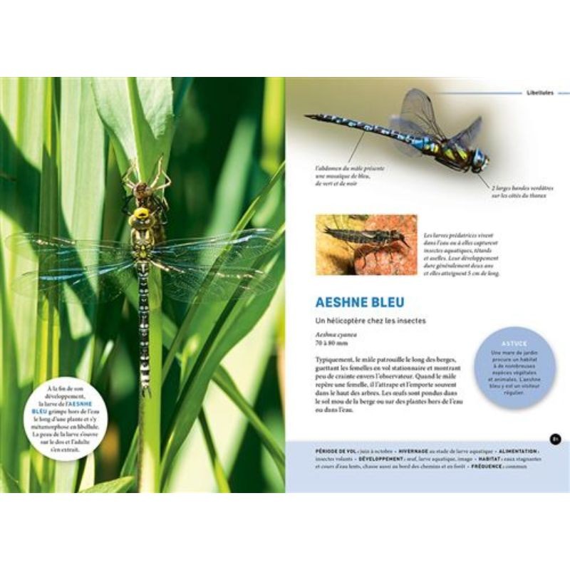 Quel est cet insecte ? Reconnaître 75 insectes les plus courants et favoriser leur présence Quel est cet insecte ? Reconnaître 75 insectes les plus courants et favoriser leur présence