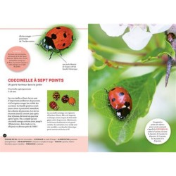 Quel est cet insecte ? Reconnaître 75 insectes les plus courants et favoriser leur présence Quel est cet insecte ? Reconnaître 75 insectes les plus courants et favoriser leur présence