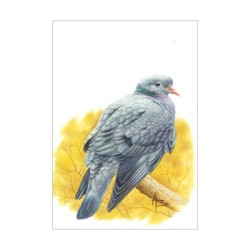 Pigeon colombin - Carte d'André Buzin