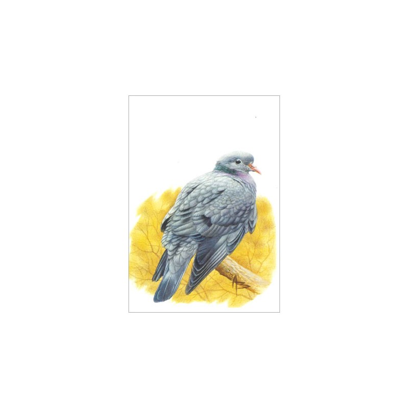 Pigeon colombin - Carte d'André Buzin