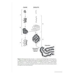 Les Amphibiens de France - Guide d'identification des œufs et des larves