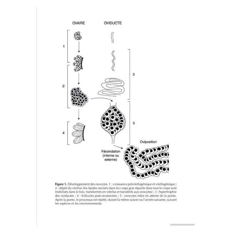 Les Amphibiens de France - Guide d'identification des œufs et des larves
