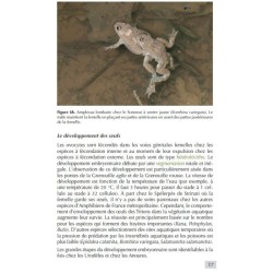 Les Amphibiens de France - Guide d'identification des œufs et des larves