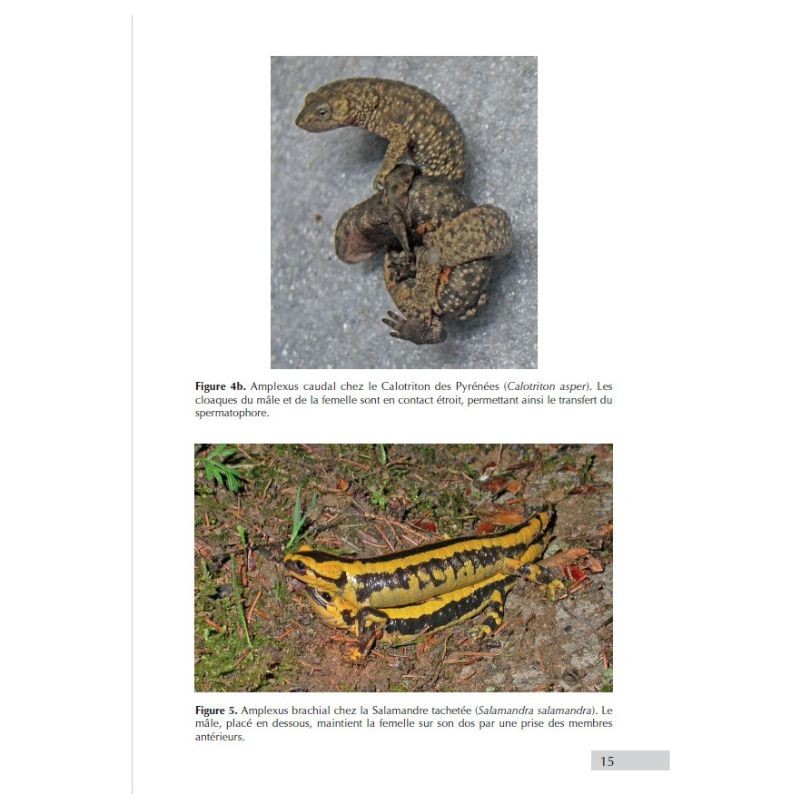 Les Amphibiens de France - Guide d'identification des œufs et des larves