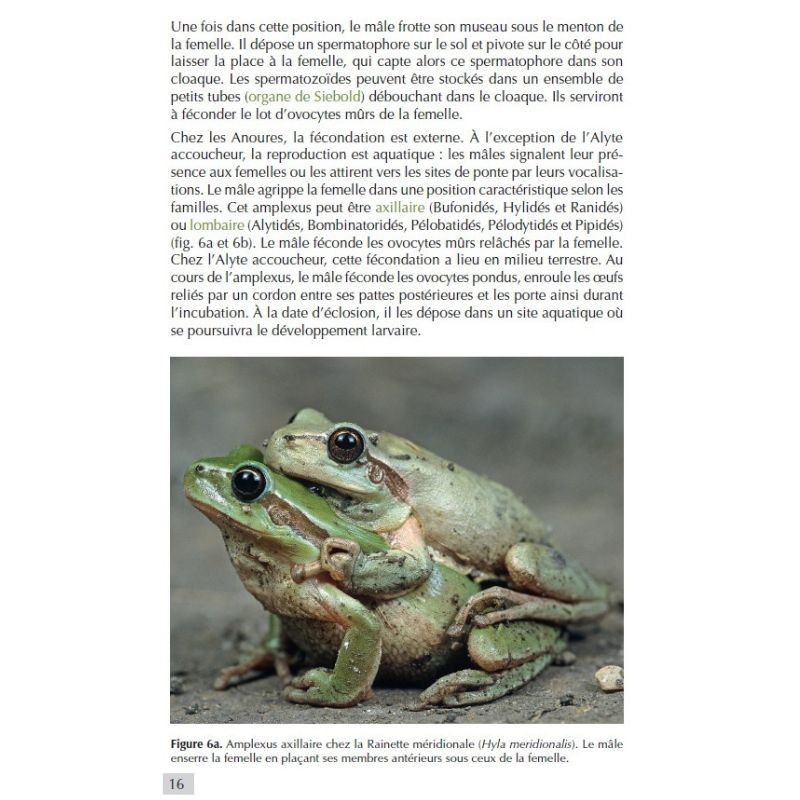 Les Amphibiens de France - Guide d'identification des œufs et des larves