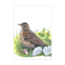 Pipit farlouse - Carte d'André Buzin