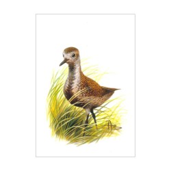 Pluvier doré - Carte d'André Buzin