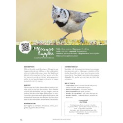 Comme un oiseau - Guide d'identification et conseils pour les accueillir Comme un oiseau - Guide d'identification et conseils pour les accueillir