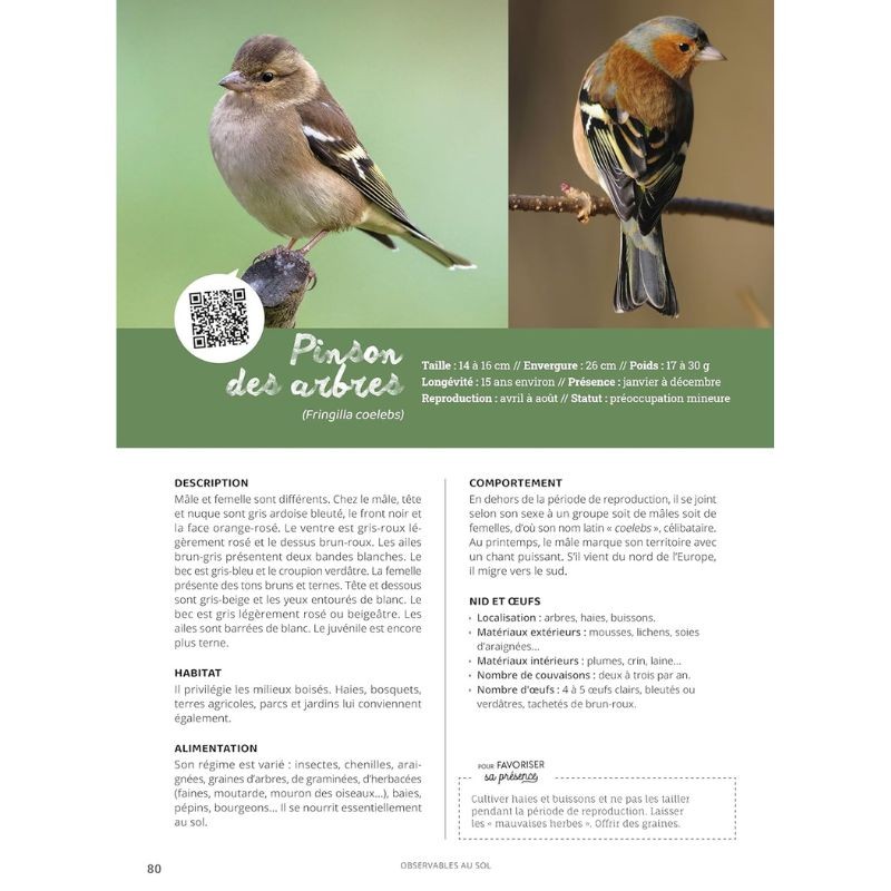 Comme un oiseau - Guide d'identification et conseils pour les accueillir Comme un oiseau - Guide d'identification et conseils pour les accueillir
