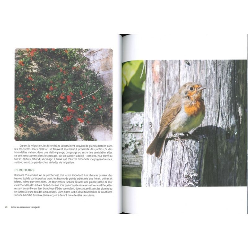 Inviter les oiseaux dans votre jardin