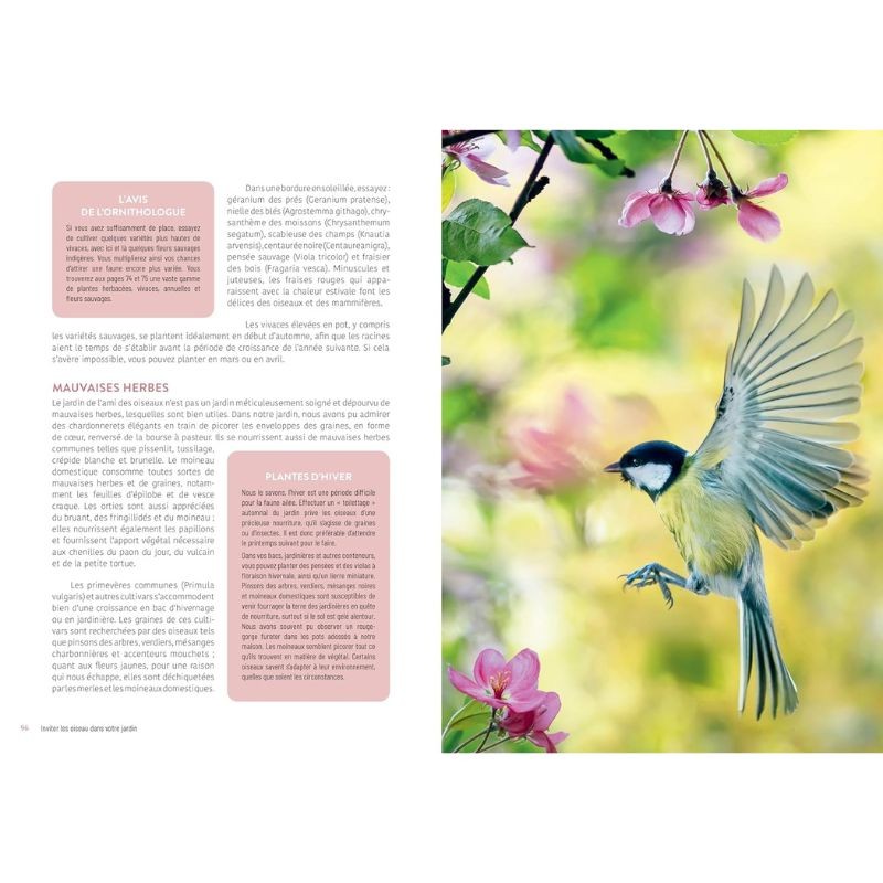 Inviter les oiseaux dans votre jardin