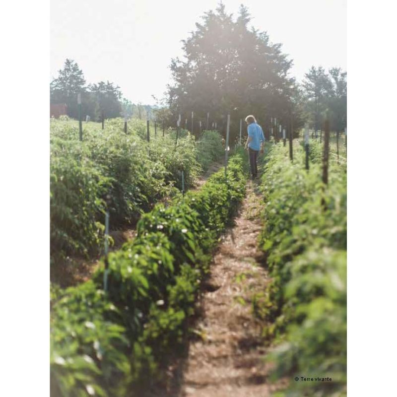 Le maraîchage écologique sans labour - Mieux produire grâce à un sol vivant